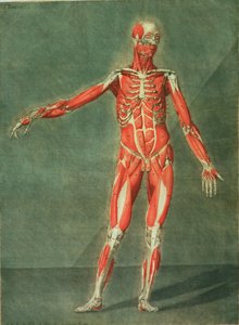 Oppervlakkig Spierstelsel van de Voorkant van het Lichaam, plaat 4 uit een complete cursus anatomie met tekst door Jadelot, gegraveerd door de kunstenaar, uitgegeven 1773